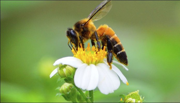 bees, honey bees, bumble bees