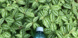 Waiakea Water has Developed a Fully Biodegradable Water Bottle